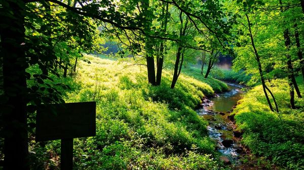 7 raisons de choisir le camping écoresponsable en nature